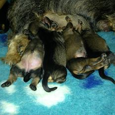 Gravhund DKBRCH(G) SE(G)CH Rafeldi's Agnes Fidelis