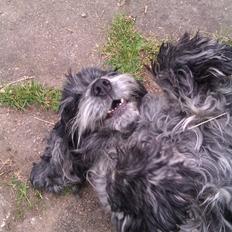 Cocker spaniel Frida