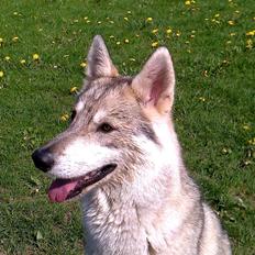 Tamaskan Dog Indiana - "Matsi"