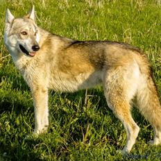 Tamaskan Dog Indiana - "Matsi"