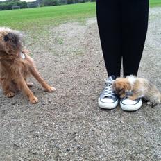 Blanding af racer Sahirah