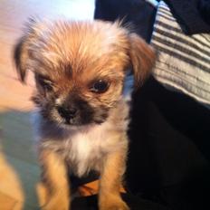 Blanding af racer Sahirah