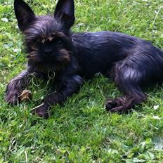 Blanding af racer Albert