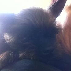 Blanding af racer Albert