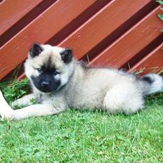 Eurasier Misha - Eurasierkrogens Cela