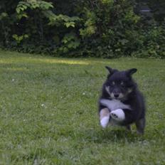 Shetland sheepdog Mindy