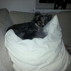 Shetland sheepdog Alvin