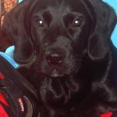 Blanding af racer NERO