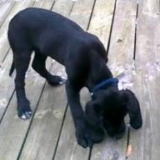 Blanding af racer NERO