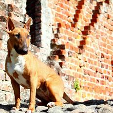 Bullterrier Steadfast Follow Me in The Darknes