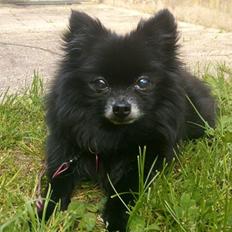 Pomeranian Futte R.I.P