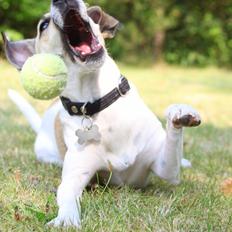 Dansk svensk gaardhund Lulu