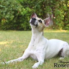 Dansk svensk gaardhund Lulu