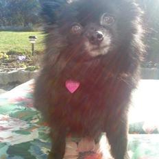 Pomeranian Futte R.I.P