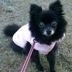 Pomeranian Futte R.I.P