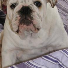 Engelsk bulldog Erling