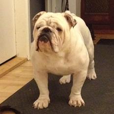 Engelsk bulldog Erling