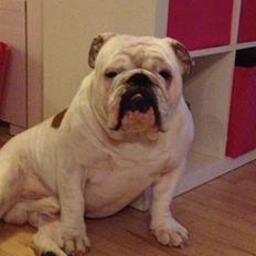 Engelsk bulldog Erling