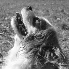 Cavalier king charles spaniel Charlie