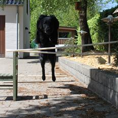 Flat coated retriever KENZO