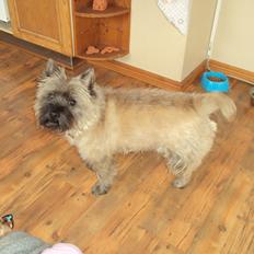Cairn terrier Louis
