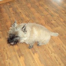 Cairn terrier Louis