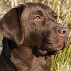 Labrador retriever Cassatas Modesty Marigold (Luna)