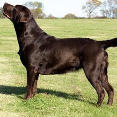 Labrador retriever Lab Luna´s Avra for Laura