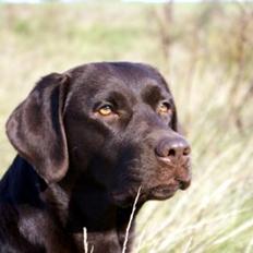 Labrador retriever Lab Luna´s Avra for Laura