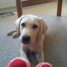 Labrador retriever Rishøjhus's Balu