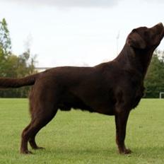 Labrador retriever LabLunas Buldrende Bufas (Ludvig)