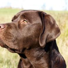 Labrador retriever LabLunas Buldrende Bufas (Ludvig)