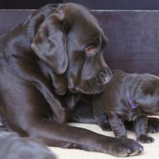 Labrador retriever Lab Luna´s Enestående Liva