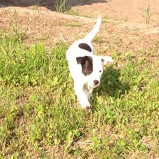 Parson russell terrier My Roest