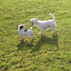 Parson russell terrier My Roest