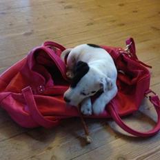 Parson russell terrier My Roest