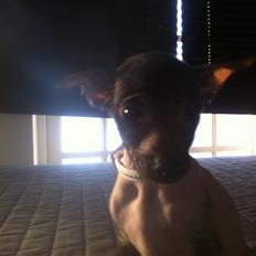 Peruviansk hårløs Emma <3