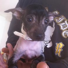 Peruviansk hårløs Emma <3