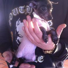 Peruviansk hårløs Emma <3