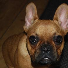 Fransk bulldog Carla