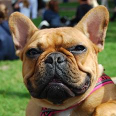 Fransk bulldog Carla