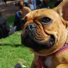 Fransk bulldog Carla