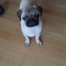 Mops Bella