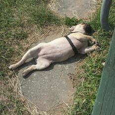Mops Bella