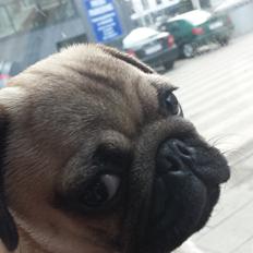 Mops Bella
