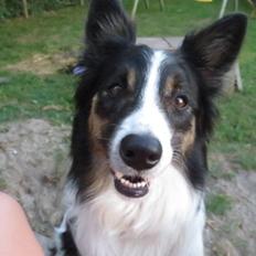 Blanding af racer Fritz