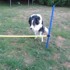 Blanding af racer Fritz