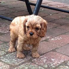 Cavalier king charles spaniel Cavakikki's After Eight (Abbie)