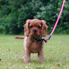 Cavalier king charles spaniel Cavakikki's After Eight (Abbie)