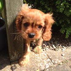 Cavalier king charles spaniel Cavakikki's After Eight (Abbie)